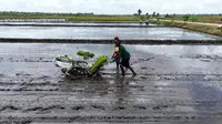 Regenerasi Petani jadi Tantangan Berat Indonesia di Sektor Pangan