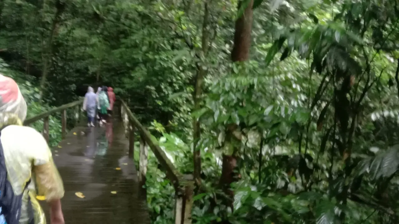 Hutan di Mulu
