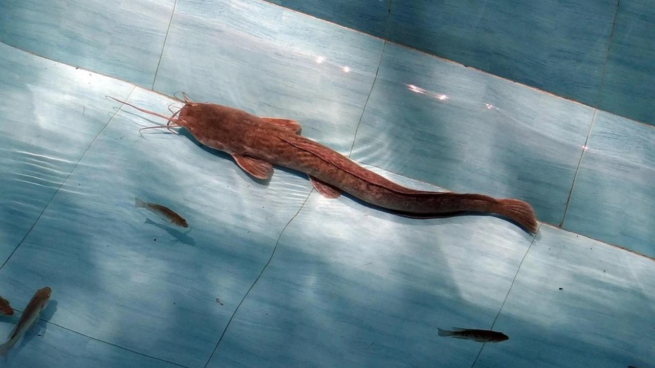 Masalah Lele Kolam Rumah Banyak Mati, Ketahui Penyebab dan Solusinya