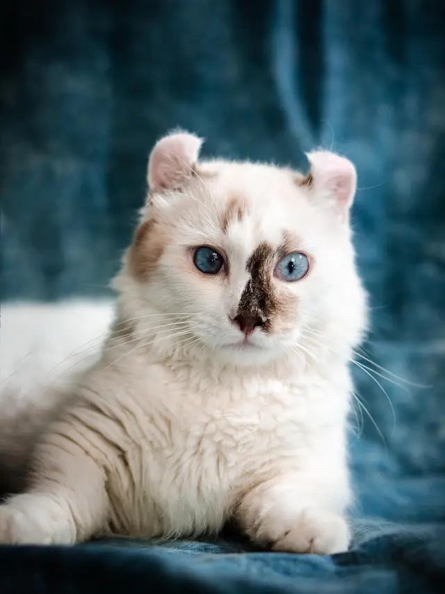 American Curl