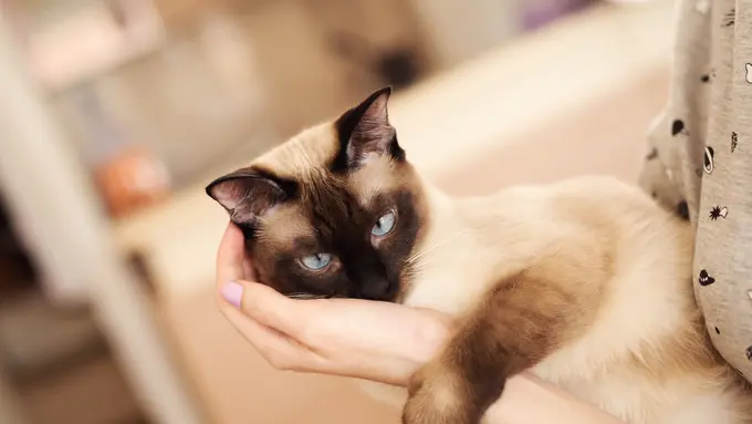 Alami Malnutrisi, Ini Cara Cepat Naikkan Berat Badan Kucing Siam