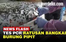 VIDEO: Misteri Kematian Ratusan Burung Pipit di Cirebon, Tim Medis Gelar Tes PCR