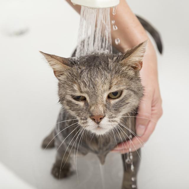 Cara Memandikan Kucing Yang Benar Agar Tidak Berontak Butuh