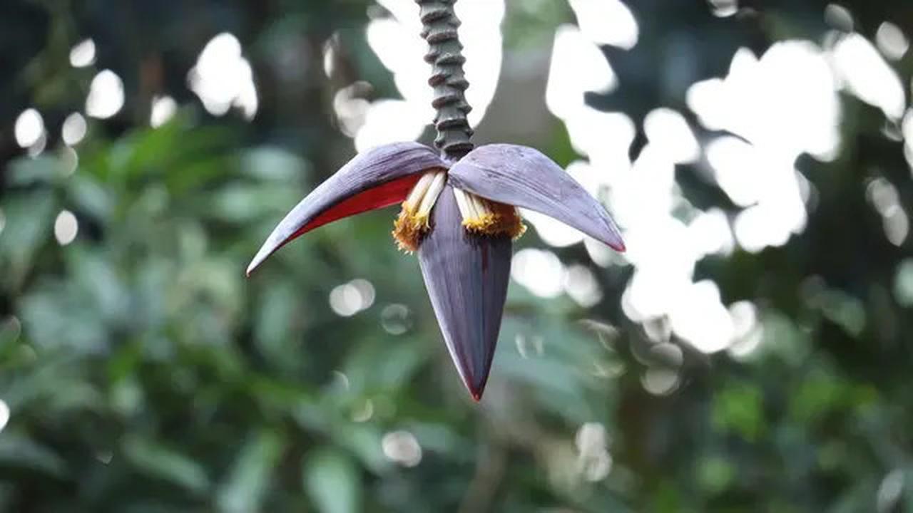 Hanya Perlu Satu Bahan, ini Cara Membuat Pisang Tidak Pahit yang Praktis