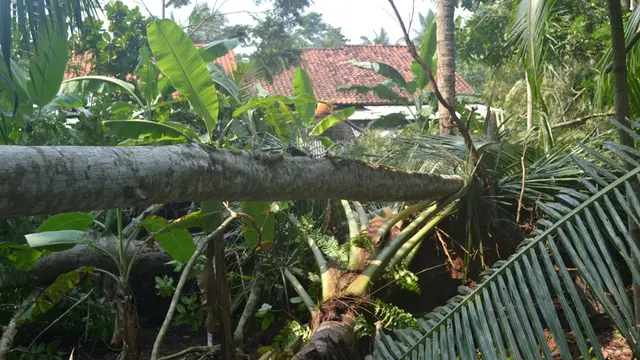 Pepohonan bertumbangan akibat puting beliung. (Foto: Liputan6.com/Muhamad Ridlo)