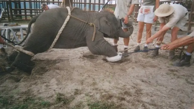 Ini Alasan Mengapa Kamu Perlu Hindari Menunggang Gajah Saat Liburan