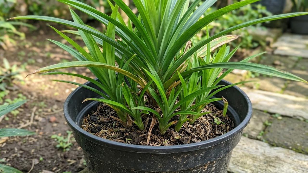 7 Cara Membuat Pandan Cepat Mengeluarkan Banyak Tunas dari Satu Pot, Coba Tips Ini di Rumah