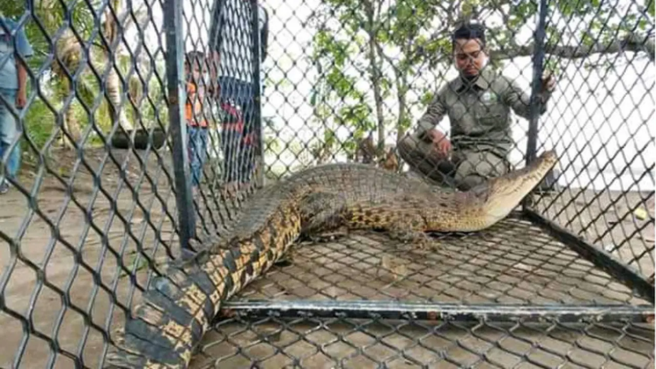 Enam Hari Menanti Sang Buaya Masuk Perangkap