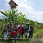 Para petani di salah satu kecamatan di Garut, Jawa Barat akhirnya mendirikan rumah burung hantu (Rubuha) untuk mengendalikan serangan hama tikus yang cukup mengkhawatirkan. (Liputan6.com/Jayadi Supriadin)