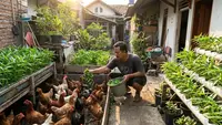 Cara Hemat Pakan Ayam dari Limbah Kangkung, Berkebun dan Beternak Bebas Sampah