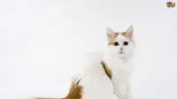 5 Ras Kucing Termahal di Dunia