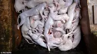 Mengaku Pecinta Hewan tapi Menyembelih 100 Kucing Tiap Hari