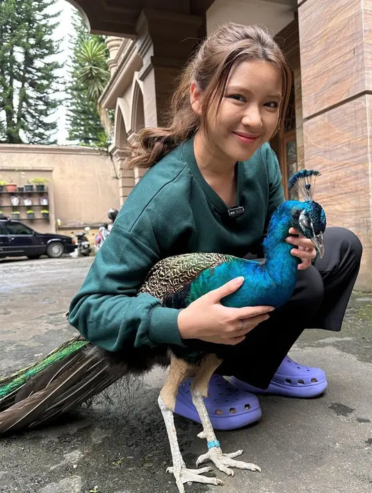 Meski punya profesi yang sangat berbeda dengan Alshad, tapi Tiara tampak begitu menikmati kala bermain dengan peliharaan yang ada di rumah sang kekasih. Tidak hanya binatang buas, ada juga seekor burung merak yang ekornya sangat disukai Tiara saat dimekarkan. Ia menyebutnya cipcip. (Liputan6.com/IG/@tiaraandini)