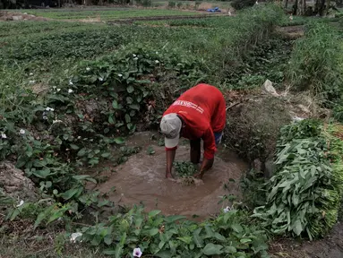Petani mencuci kangkung menggunakan air kubangan di perkebunan sayuran kawasan Sunter, Jakarta, Selasa (9/7/2019). Akibat kemarau, lahan pertanian di kawasan tersebut mengalami kekeringan sehingga petani terpaksa menggunakan air dari selokan untuk menyiram sayuran. (merdeka.com/Iqbal S. Nugroho)