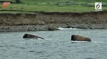 Perjuangan seekor bison menyelamatkan diri dari derasnya arus sungai.