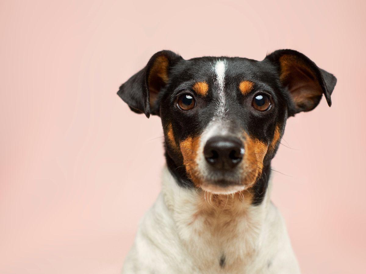 Ilmuwan Ini Tak Punya Tujuan Jelas Lakukan Eksperimen Buat Anjing Berkepala Dua, Begini Hasilnya