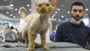 Seekor kucing Devon Rex menunggu penilaian, selama International Cat Show di Sochi, Rusia, Sabtu (29/1/2022). Sekitar seratus kucing berkompetisi dalam kompetisi internasional yang diadakan di resor Laut Hitam Sochi. (AP Photo/Ekaterina Lyzlova)