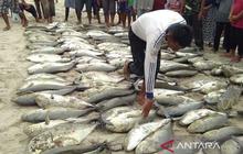 Puluhan Ton Ikan Segar Terserap untuk Program MBG Simeulue, Dorong Kesejahteraan Nelayan