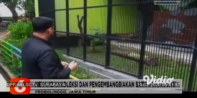VIDEO: Taman Wisata Probolinggo Kedatangan Pasangan Singa Afrika