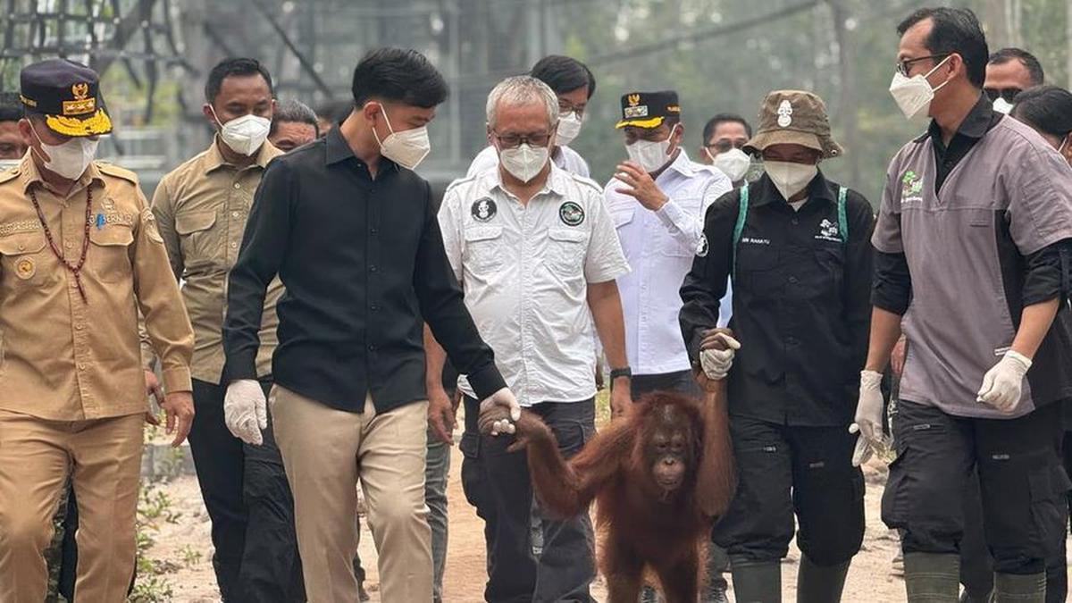 Wapres Gibran Lihat Orangutan Terdampak Asap Karhutla