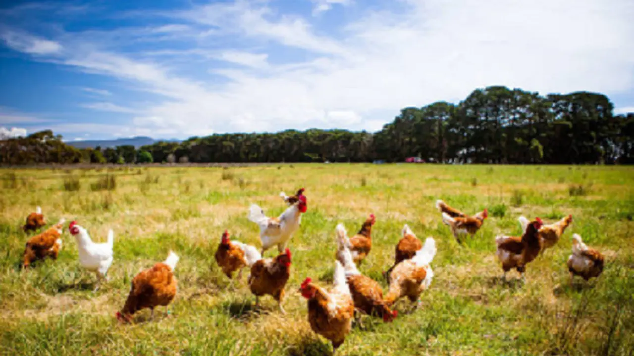 Ilustrasi ayam (iStock)