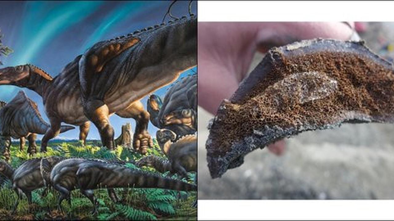 Dinosaurus misterius di temukan di Alaska, mirip bebek raksasa