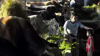 Seorang pekerja melihat sapi lokal di kandang milik RPH Surabaya. Penghentian ekspor sapi hidup ke Indonesia oleh Pemerintah Australia bisa menjadi peluang bagi peternak lokal. (Antara)