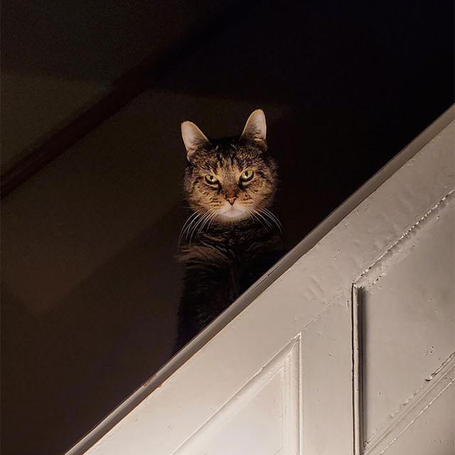 10 Tingkah Menyeramkan Hewan Peliharaan Ini Bikin Kaget Pemiliknya