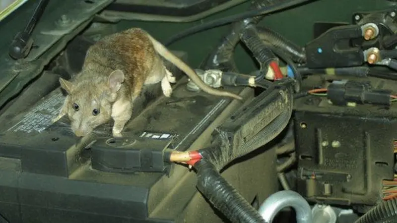 Tikus di Mesin Mobil