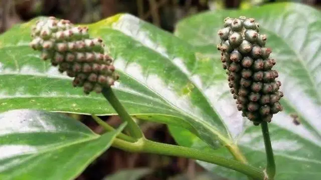 Kemukus