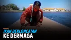 ikan thumbnail