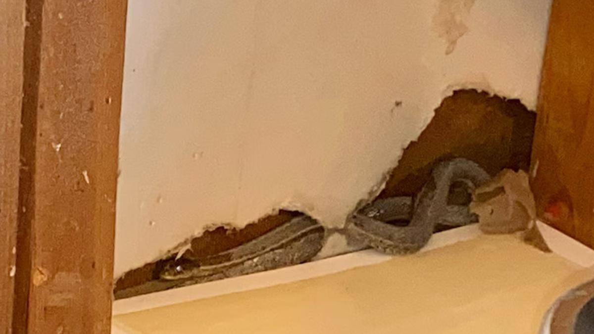 10 Cairan Rumah Tangga yang Efektif untuk Menakuti Ular di Rumah, Wajib Sedia untuk Antisipasi Musim Hujan 2025