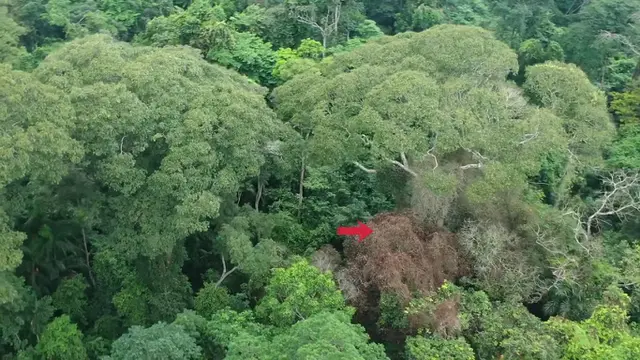 Pohon Disambar Petir