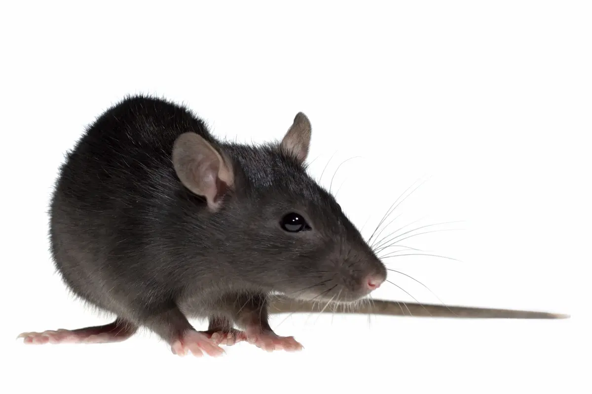 [Bintang] Tikus