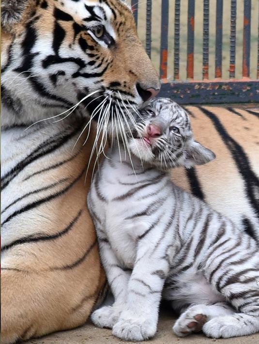 Seekor harimau putih bersama ibunya di sebuah kebun binatang di Chittagong, Bangladesh (12/9). Pihak berwenang kebun binatang mengatakan harimau putih ini pertama yang lahir dan dibesarkan di kebun binatang Bangladesh. (AFP Photo/Habibur Rob)
