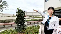Punya Makna Kebahagiaan, Gleneagles Hospital Singapore Tanam Pohon Fukugi untuk Pasien