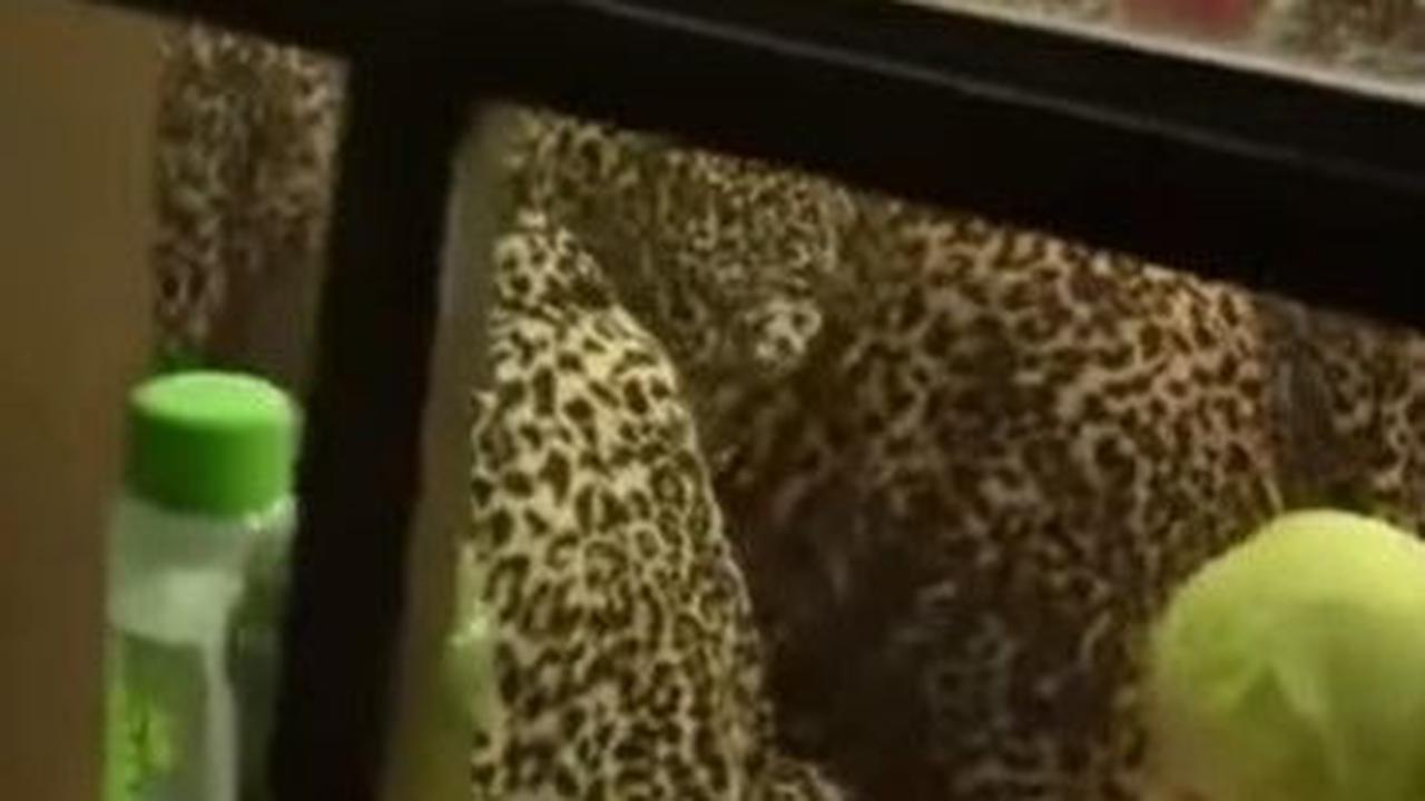 Heboh, Emak-emak Kompak Pakai Mukena Motif Macan Tutul Saat Salat Tarawih