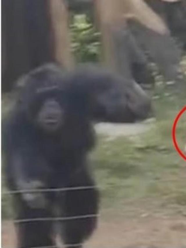 Kera Menyerang Pengunjung Kebun Binatang