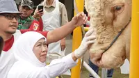 Bahagianya Peternak Sapi Mojokerto Dikunjungi Khofifah: Jelang Kurban Jualan Makin Cuan