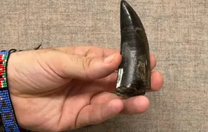 Terungkap, Suhu Tubuh T-Rex Ternyata Mirip Manusia
