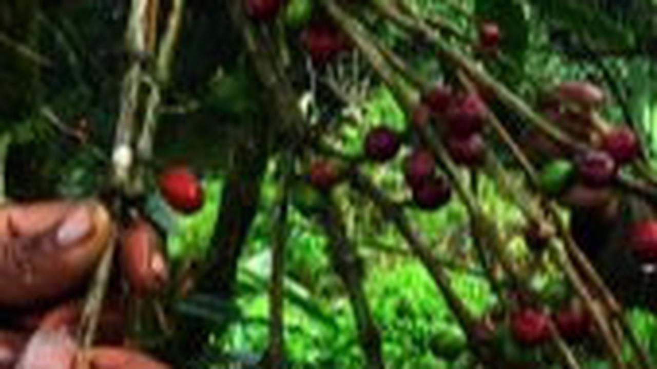 Kopi Liberika Sendoyan, Komoditas Unggulan Masyarakat Sambas yang Sempat Meredup