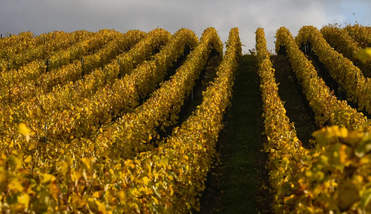 Pemandangan yang diambil pada 26 Oktober 2021, menunjukkan kebun anggur Alsace pada hari musim gugur, dekat desa Zellenberg, Prancis timur. Saat memasuki pertengahan bulan Oktober, daun-daun akan berubah warna menyajikan pemandangan musim gugur yang memesona. (SEBASTIEN BOZON / AFP)