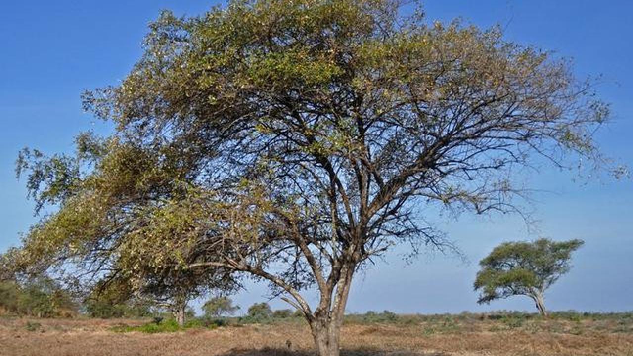 8 Jenis Pohon Buah Tahan Kemarau untuk Pekarangan Rumah, Tetap Panen di Musim Kering