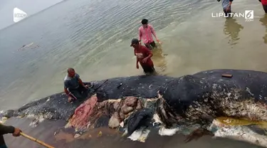 Seekor paus sperma mati setelah menelan tumpukan sampah.