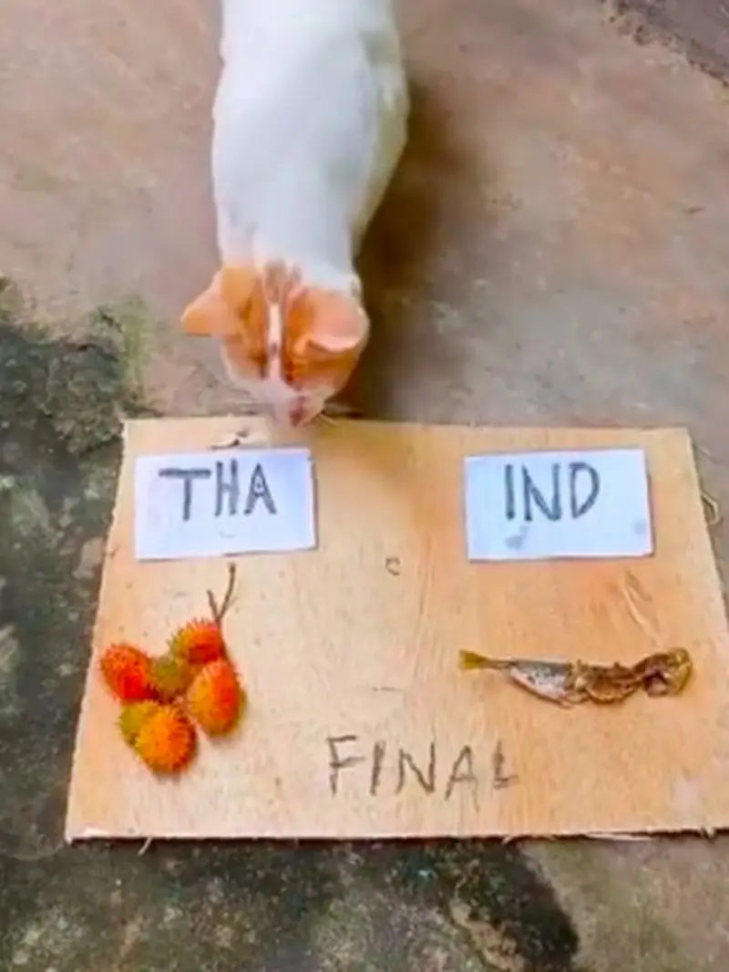hewan prediksi pertandingan indonesia vs thailand