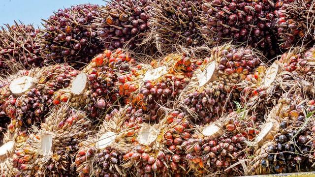 Sawit atau Crude Palm Oil (CPO). Foto: Freepik/9images