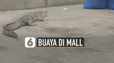 Seekor buaya terlihat sedang berkeliaran di sebuah parkiran mall. Beruntungnya buaya itu sudah diamankan oleh petugas.