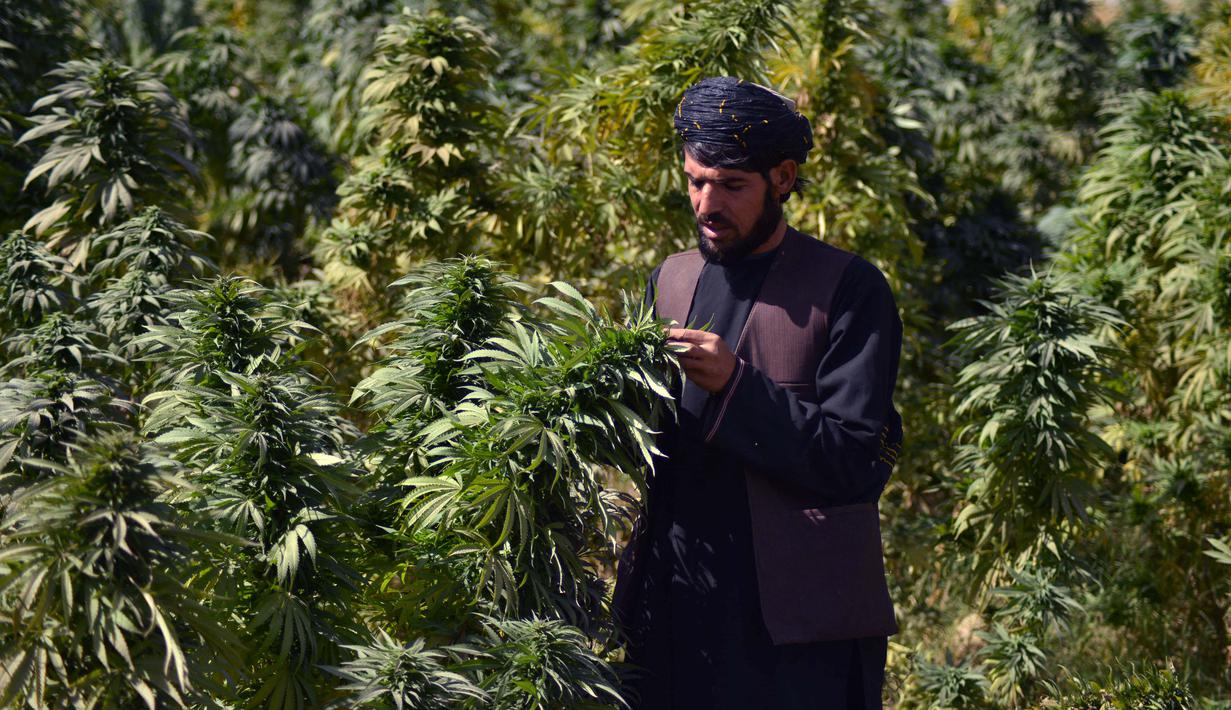 Seorang petani bekerja di perkebunan ganja di distrik Panjwai Kandahar (13/10/2021). Taliban mempertahankan kehadiran psikologis dan fisik yang signifikan di distrik tersebut, dan merebutnya kembali pada 10 Juli 2021, selama serangan Taliban 2021. (AFP/Javed Tanveer)