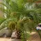 6 Cara Menanam Kurma dalam Ruangan, Alternatif Berkebun di Lahan Terbatas