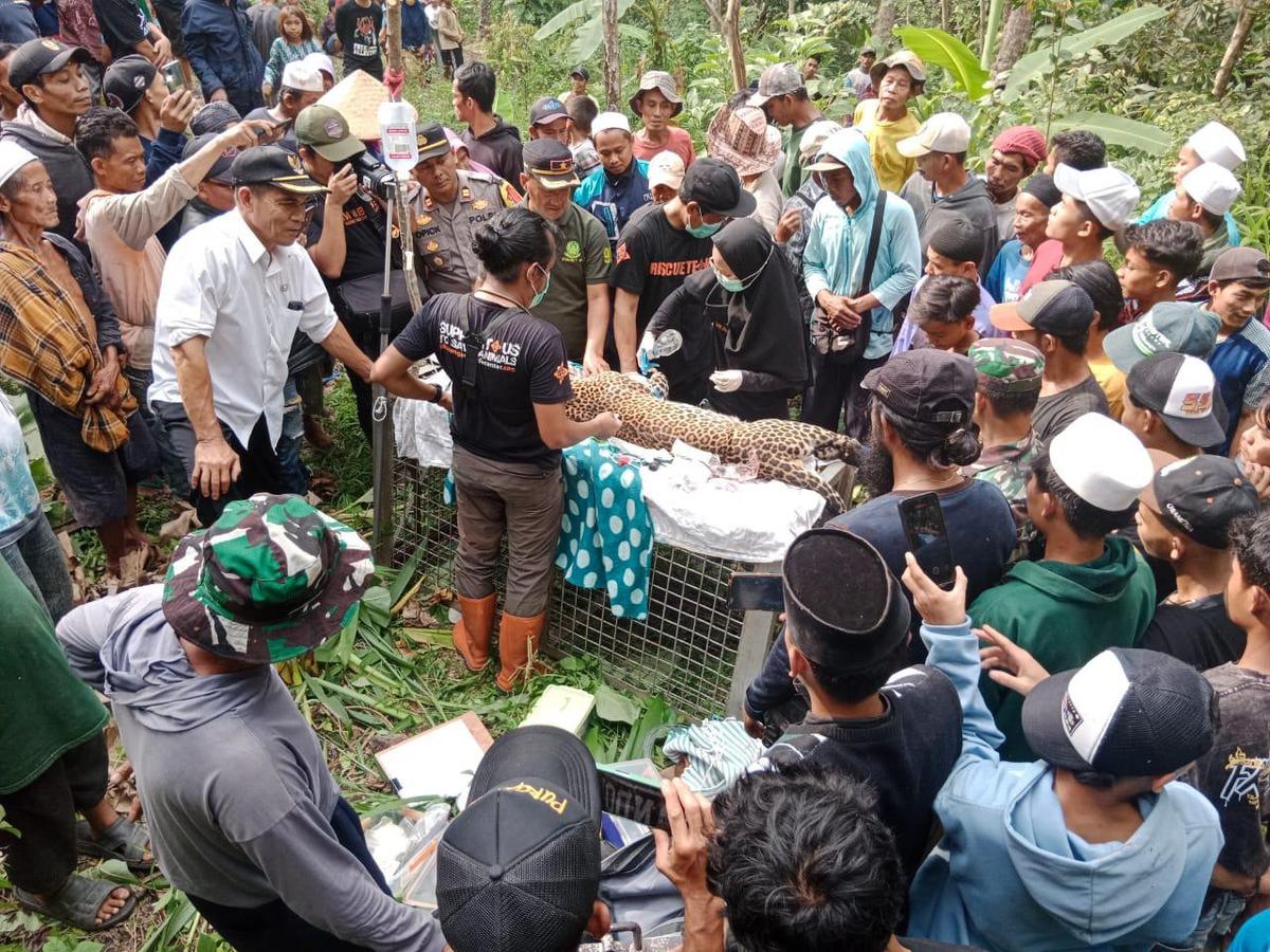 Evakuasi dan penanganan macan tutul Jawa oleh  BKSDA dan PPSC Nyalindung Kabupaten Sukabumi (Liputan6.com/Istimewa).